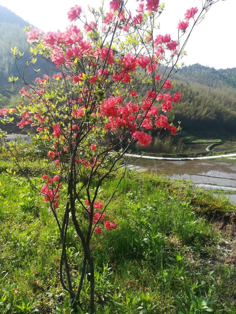 大量供应国旗红各种规格的映山红，欢迎新老客户考察下单