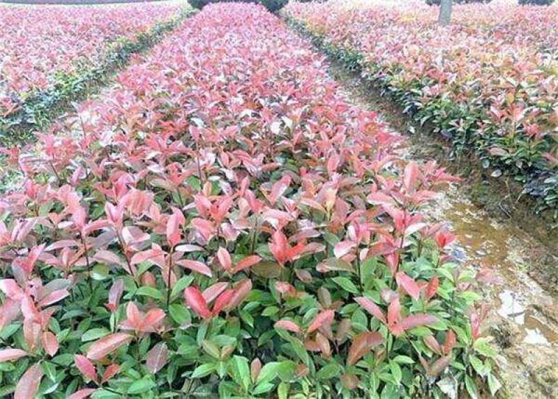 红叶石楠50-60cm诚信经营，价格优惠，基地直销。