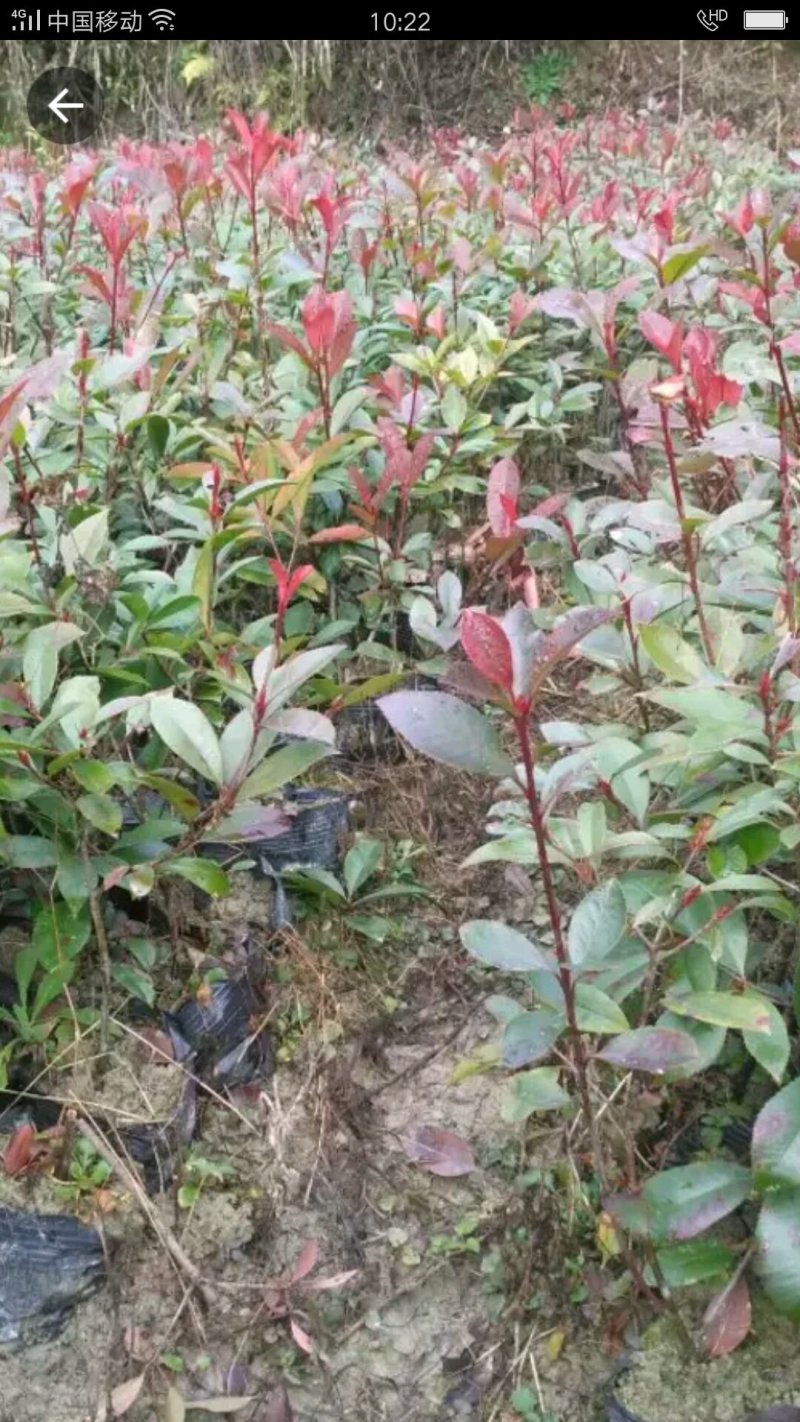 红叶石楠50-60cm诚信经营，价格优惠，基地直销。