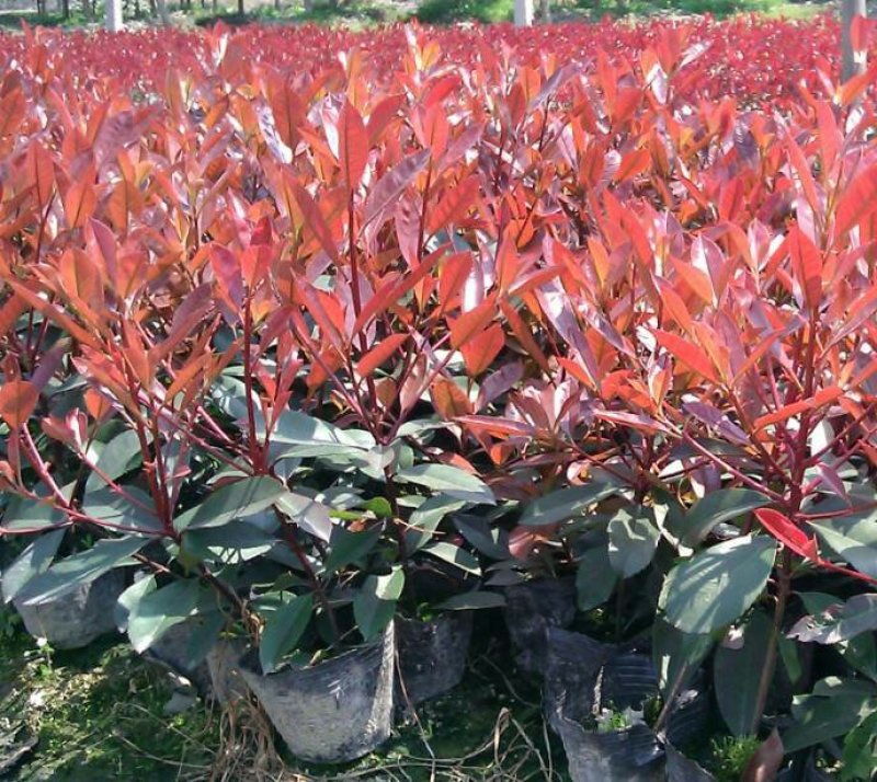 红叶石楠50-60cm诚信经营，价格优惠，基地直销。