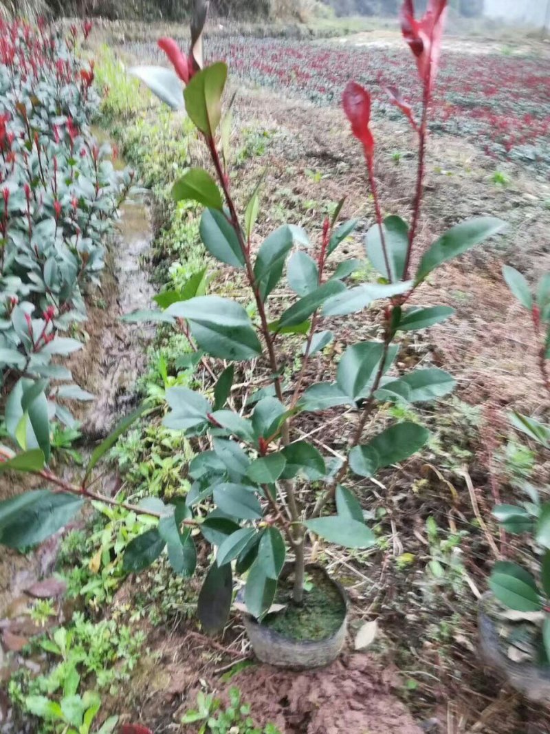红叶石楠50-60cm诚信经营，价格优惠，基地直销。