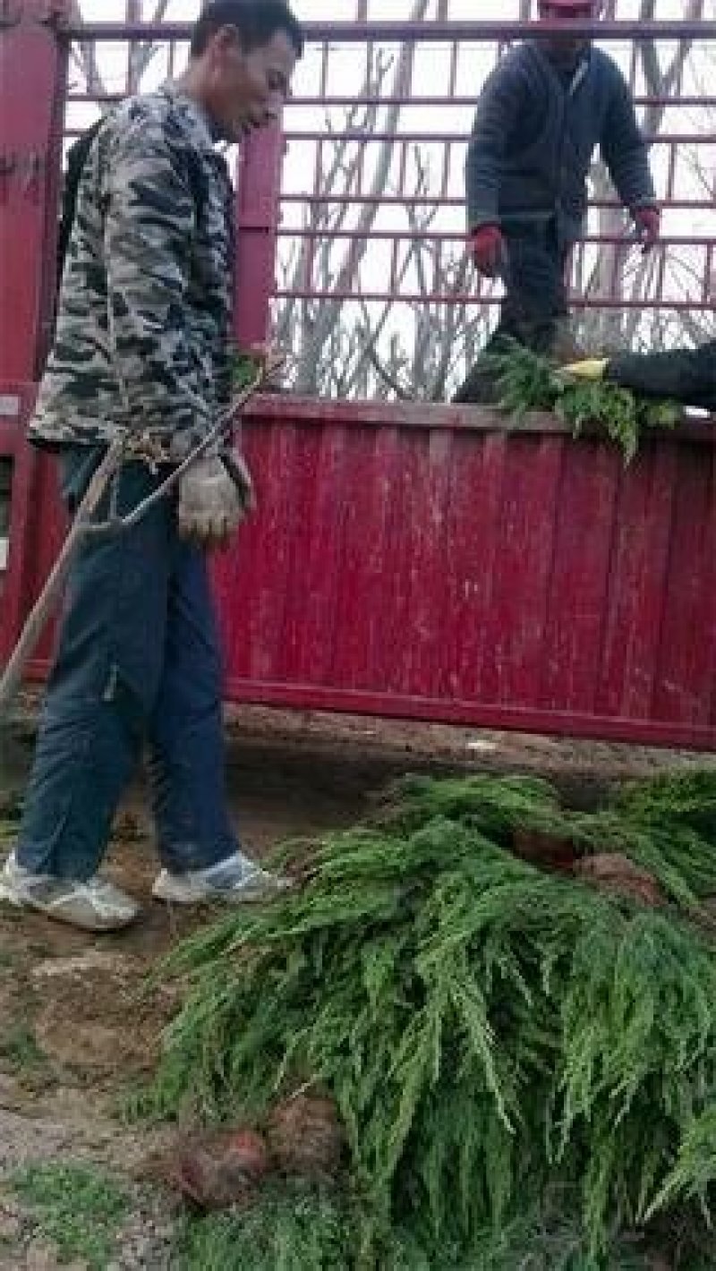 龙柏小龙柏龙柏苗大量供应各种规格基地直销一手苗