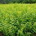 金叶女贞农户价直销，无中间环节，诚实守信，规格齐全。