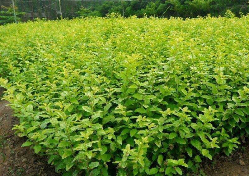 金叶女贞农户价直销，无中间环节，诚实守信，规格齐全。