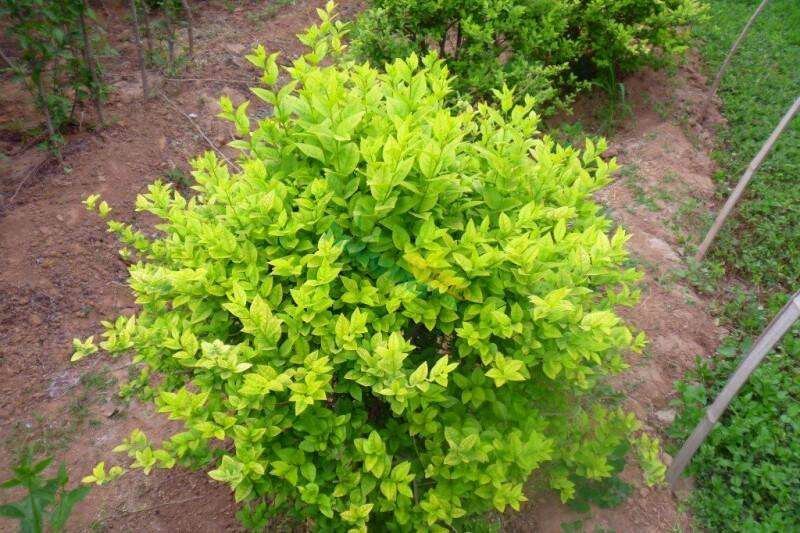 金叶女贞农户价直销，无中间环节，诚实守信，规格齐全。