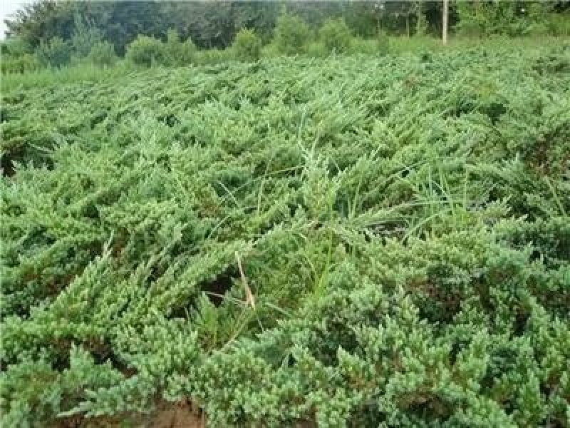 铺地柏、地柏、爬地柏基地直销，大量出售包成活价格低