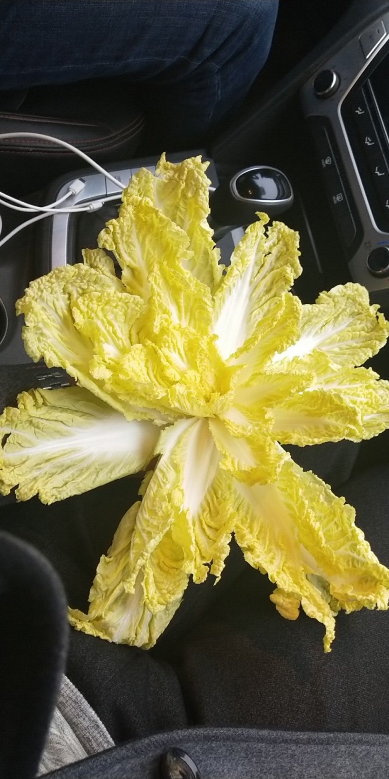 娃娃菜顶级，毛菜大量供应！