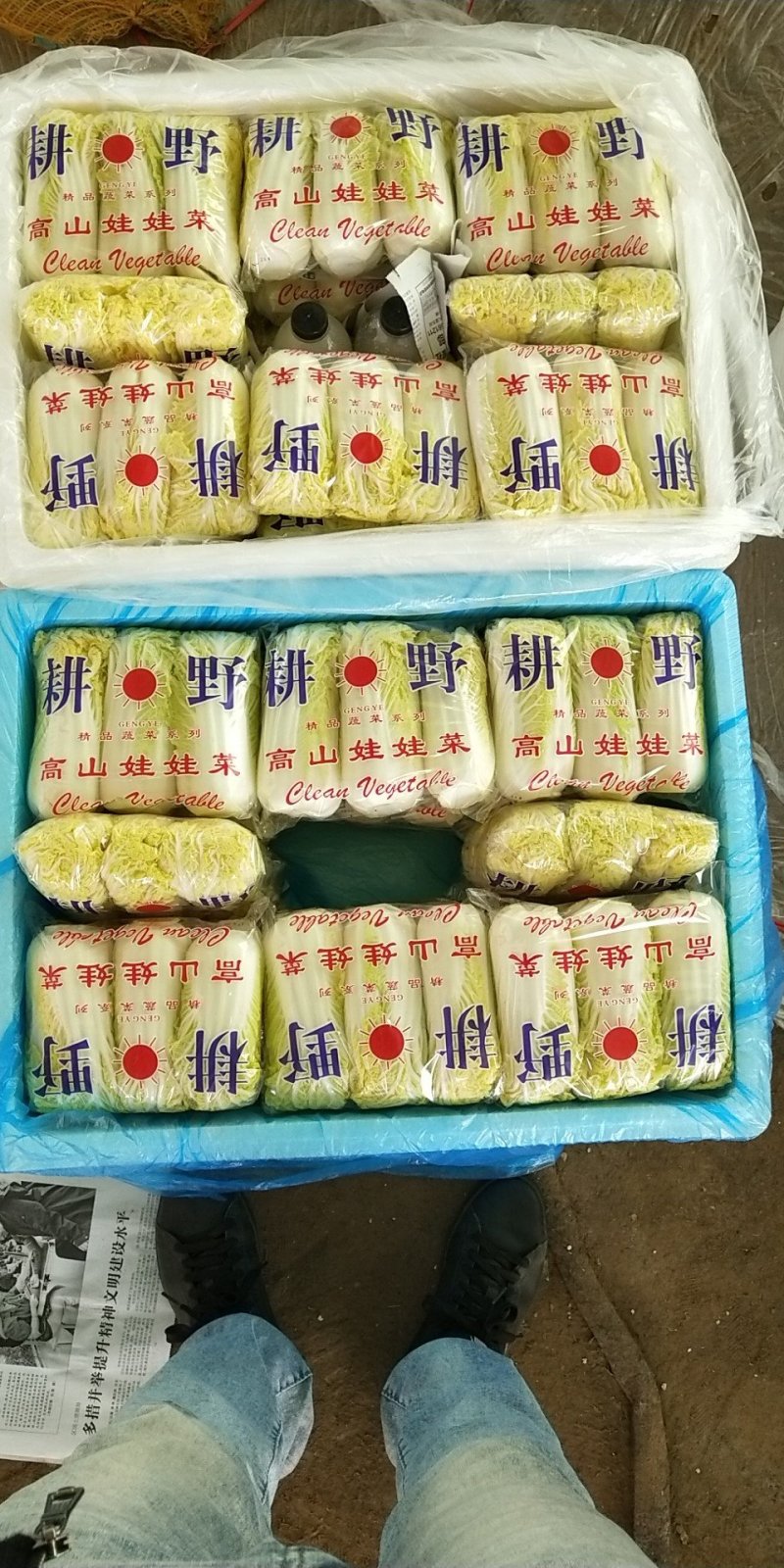 娃娃菜顶级，毛菜大量供应！