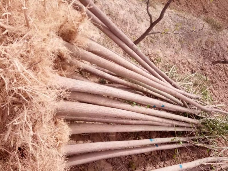 丝绵木各个规格（三到十五公分）