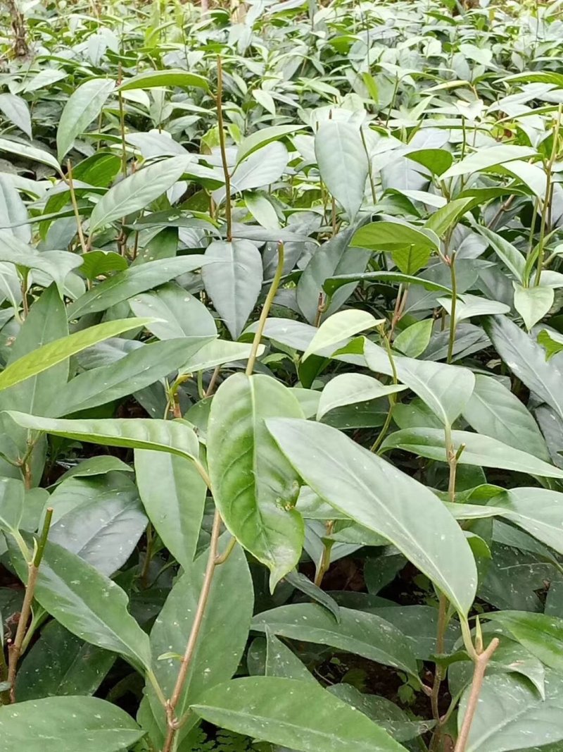 布福娜种子，货到付款免费提供种植技术