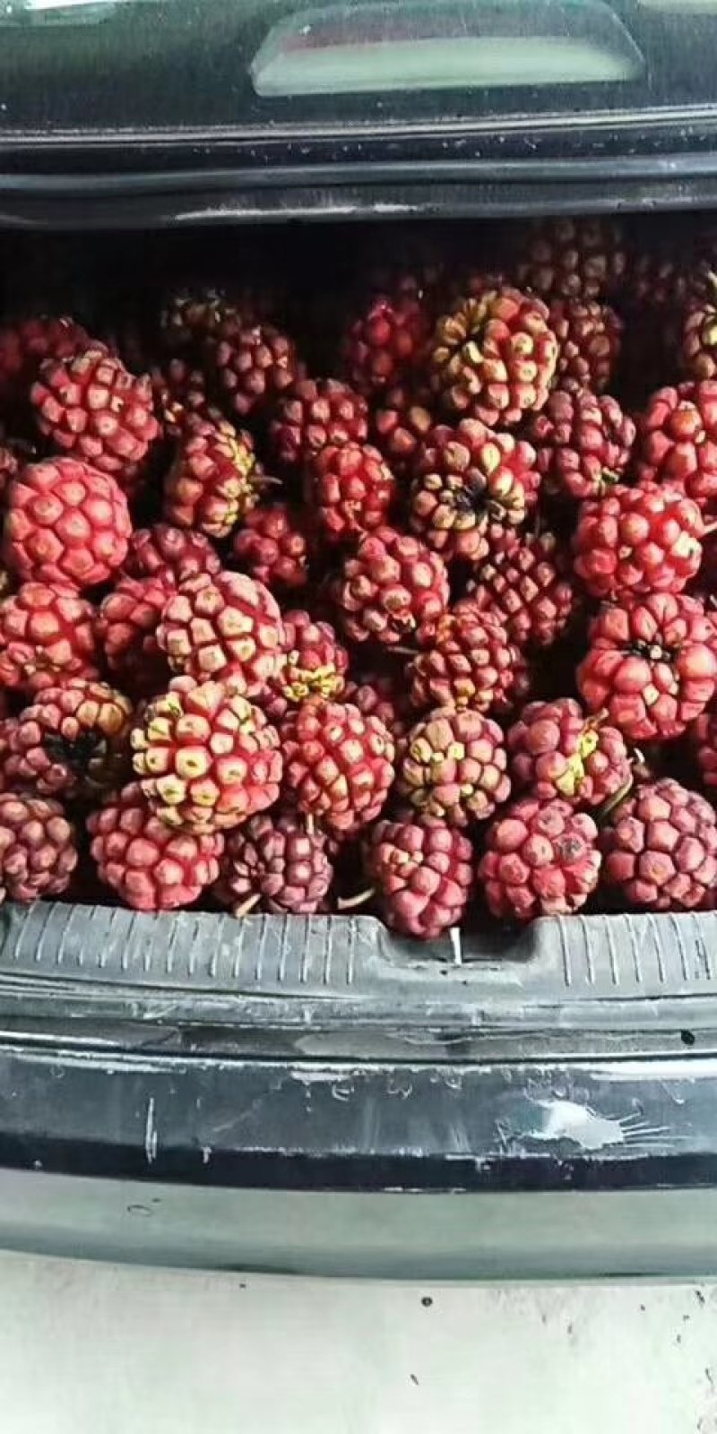 布福娜种子，货到付款免费提供种植技术
