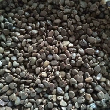 布福娜种子，货到付款免费提供种植技术