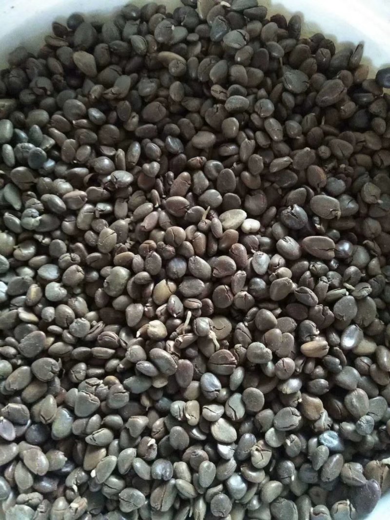 布福娜种子，货到付款免费提供种植技术
