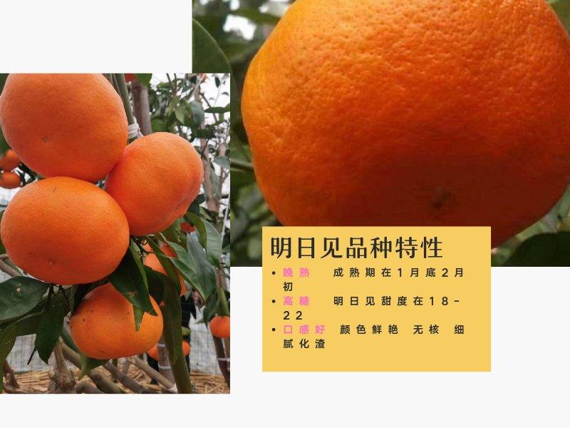 佳语明日见柑橘苗晚熟柑橘苗量大从优