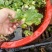 水葫芦水养水培绿植养乌龟鱼缸装饰