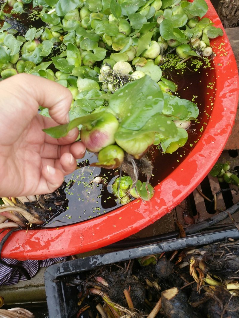 水葫芦水养水培绿植养乌龟鱼缸装饰