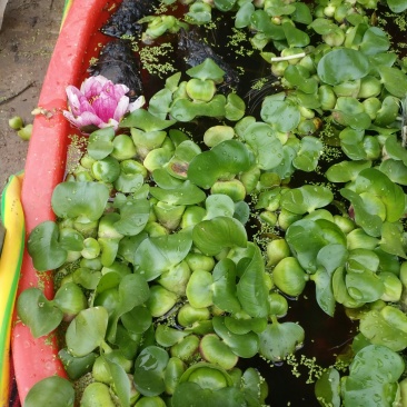 水葫芦水养水培绿植养乌龟鱼缸装饰