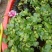 水葫芦水养水培绿植养乌龟鱼缸装饰