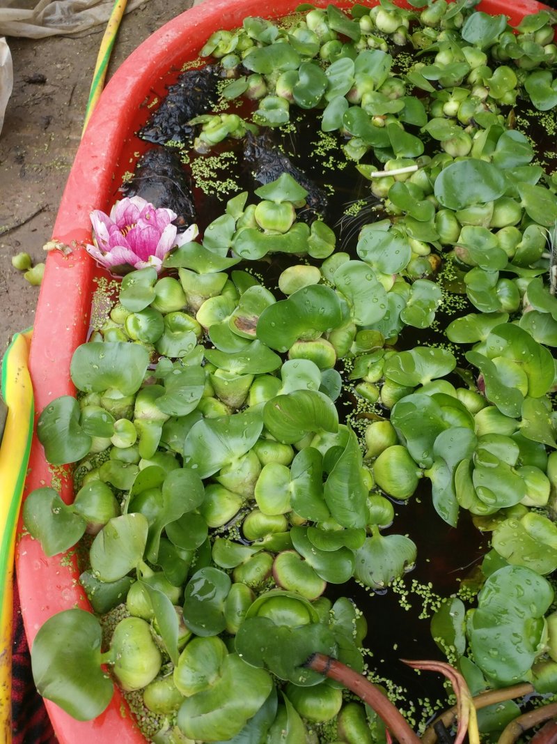 水葫芦水养水培绿植养乌龟鱼缸装饰