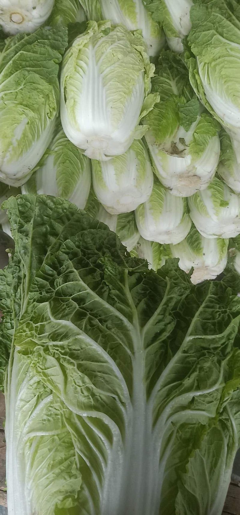 黄心白菜质量好品质优货源充足质量保证