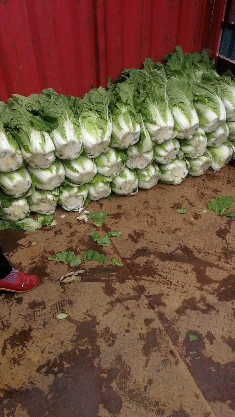 黄心白菜质量好品质优货源充足质量保证