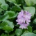 水葫芦水养水培绿植养乌龟鱼缸装饰