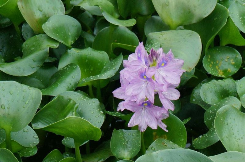 水葫芦水养水培绿植养乌龟鱼缸装饰