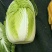 黄心白菜质量好品质优货源充足质量保证
