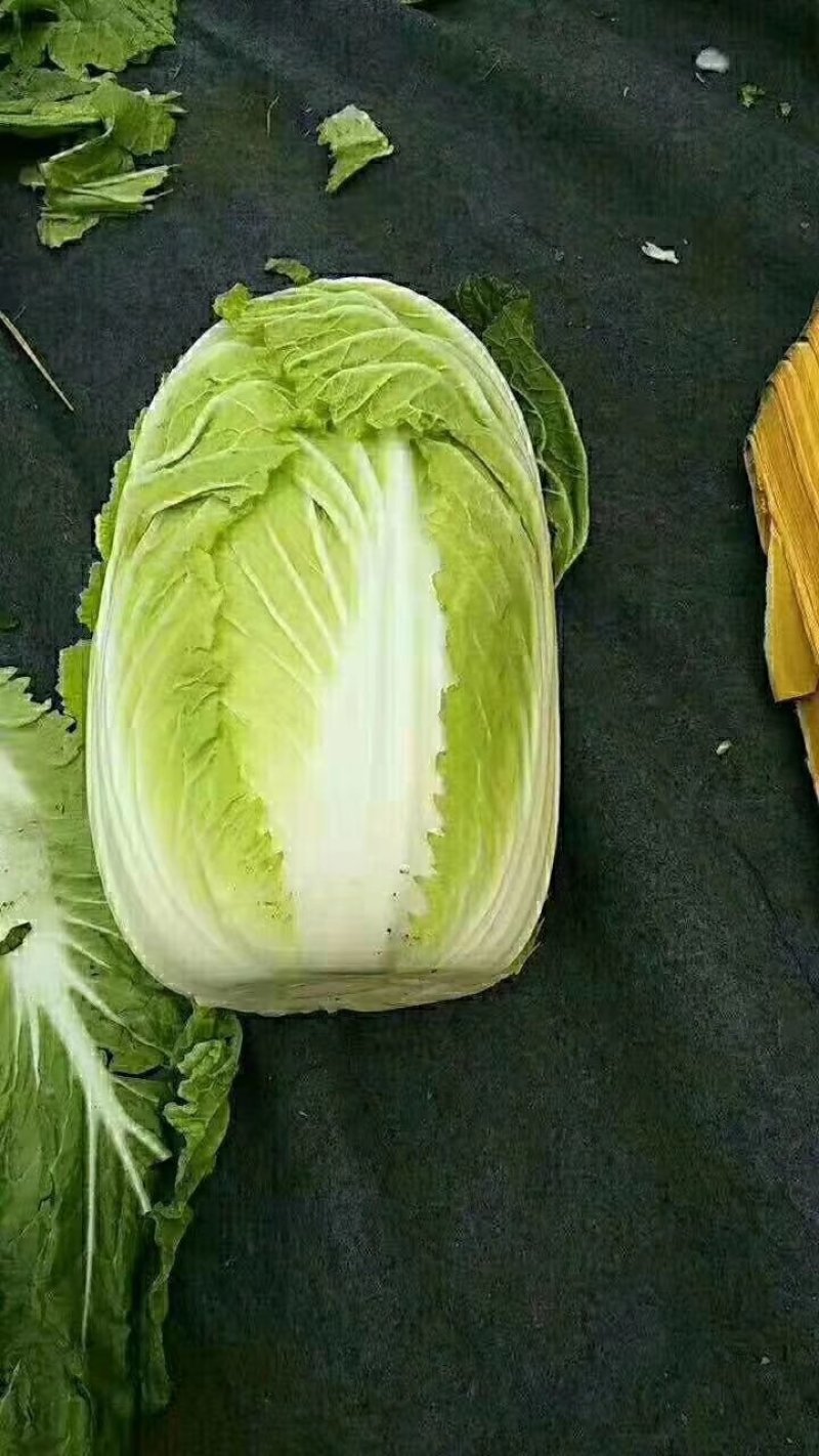 黄心白菜质量好品质优货源充足质量保证