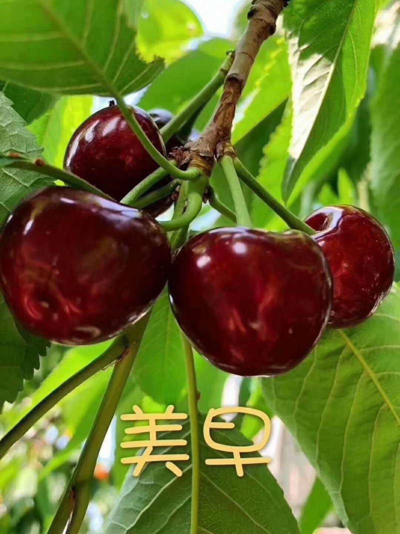 【先尝后买】美早大樱桃大量批发自己家种的颗颗爆浆
