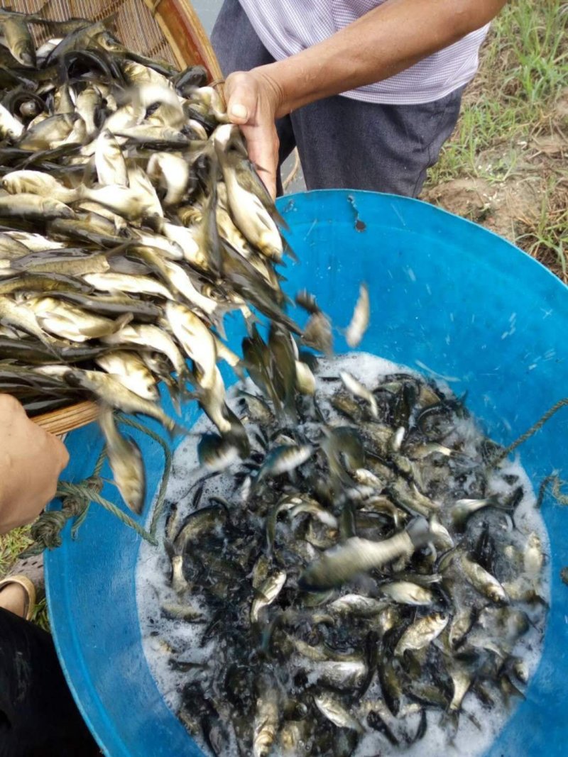 草鱼苗及各种规格随时有货，耐运输成活率高，长势快。抗病毒
