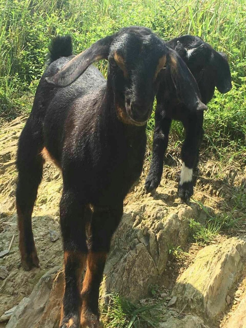 桂阳努杂大耳黑山羊种羊