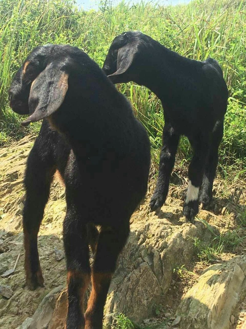 桂阳努杂大耳黑山羊种羊
