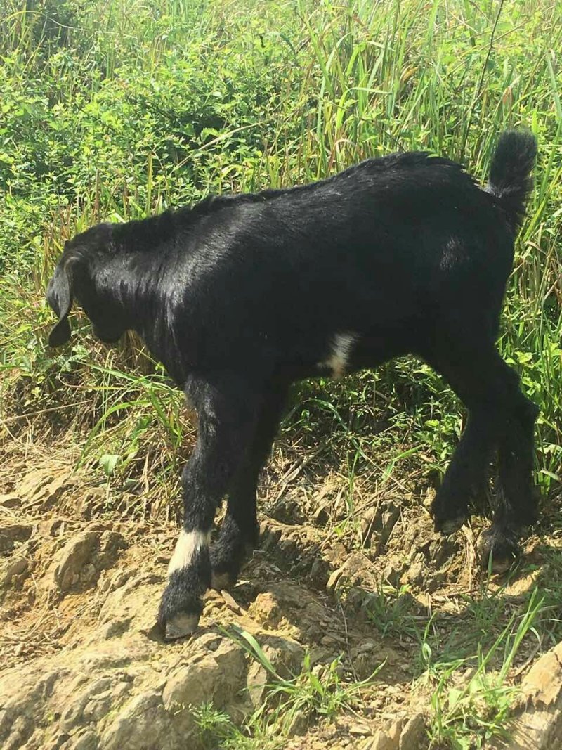 桂阳努杂大耳黑山羊种羊