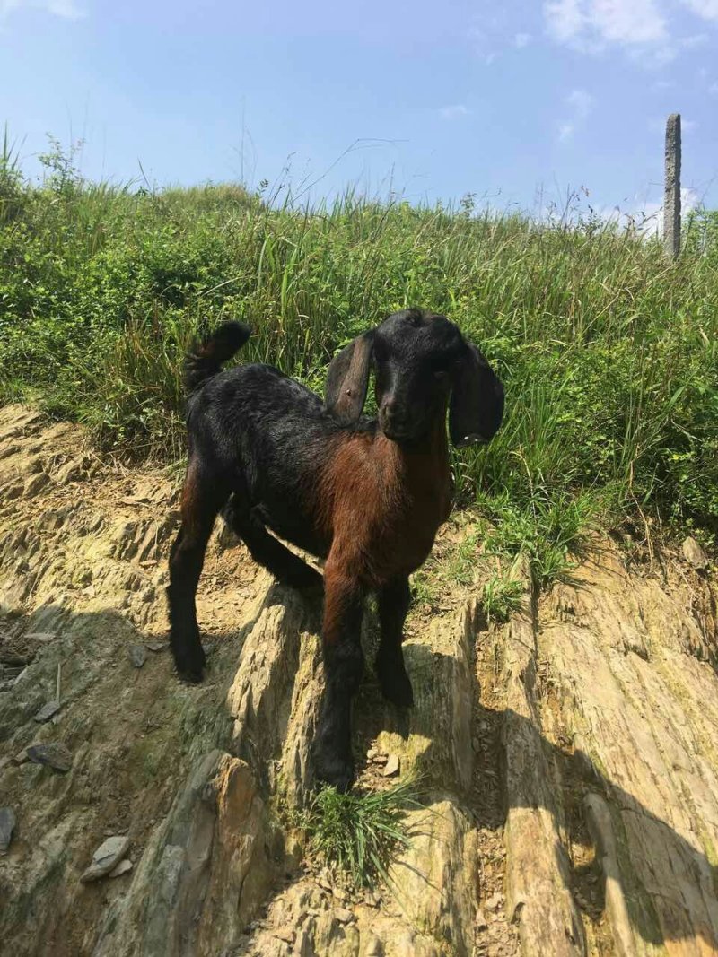 桂阳努杂大耳黑山羊种羊