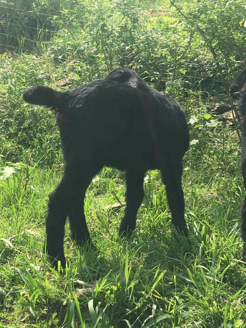 桂阳努杂大耳黑山羊种羊