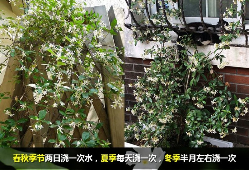 风车茉莉浓香络石藤银丝茉莉花苗盆栽庭院阳台爬藤植物