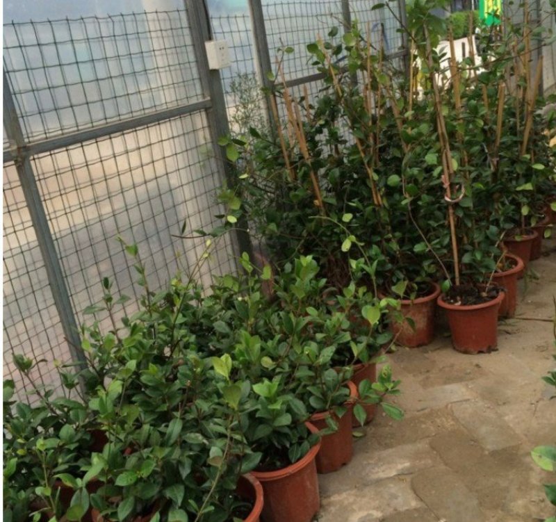 风车茉莉浓香络石藤银丝茉莉花苗盆栽庭院阳台爬藤植物