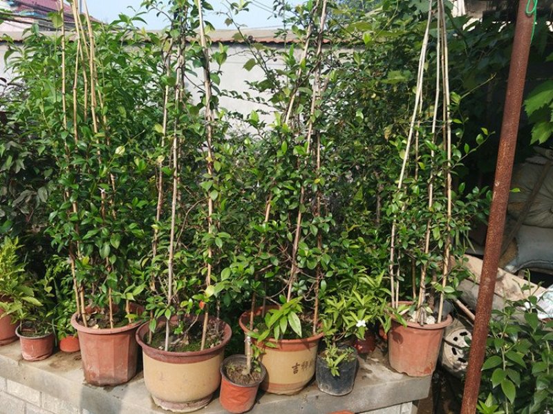 风车茉莉浓香络石藤银丝茉莉花苗盆栽庭院阳台爬藤植物