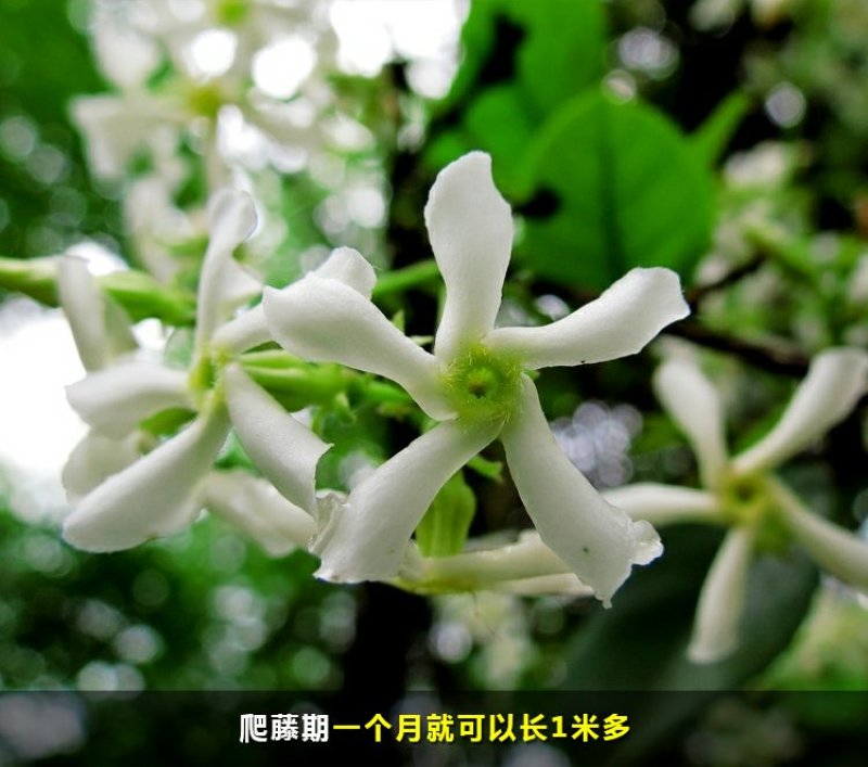 风车茉莉浓香络石藤银丝茉莉花苗盆栽庭院阳台爬藤植物