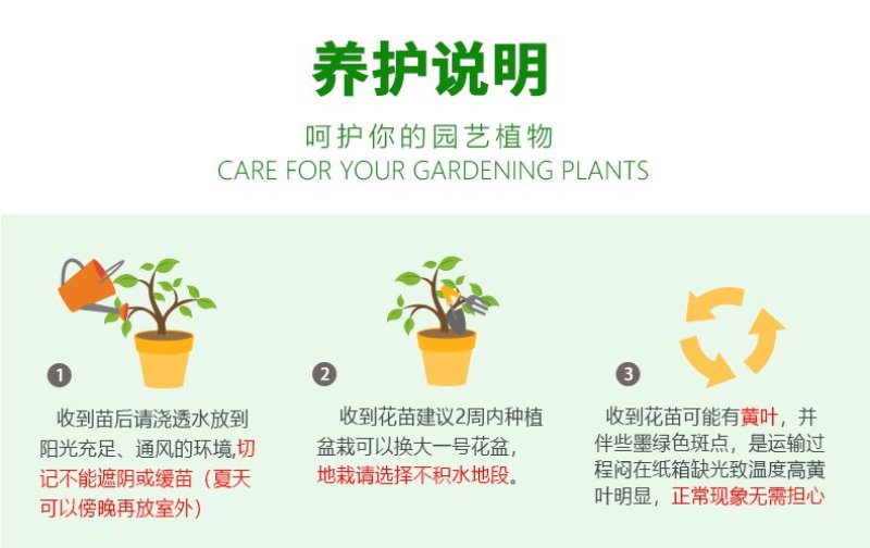 风车茉莉浓香络石藤银丝茉莉花苗盆栽庭院阳台爬藤植物