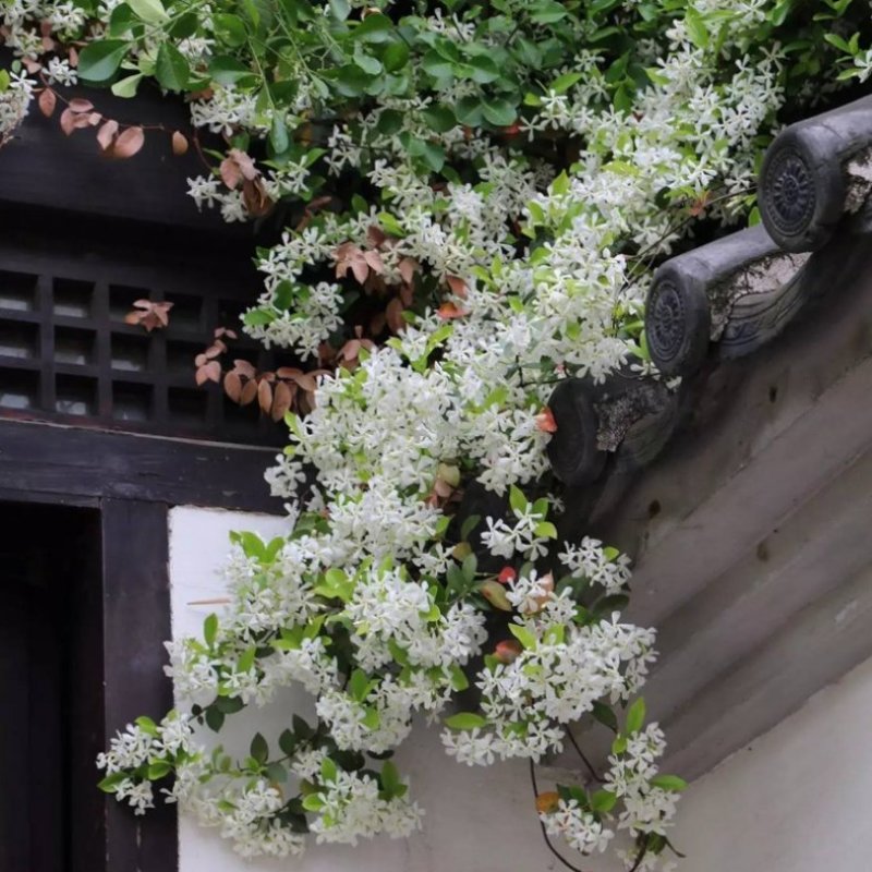 风车茉莉浓香络石藤银丝茉莉花苗盆栽庭院阳台爬藤植物