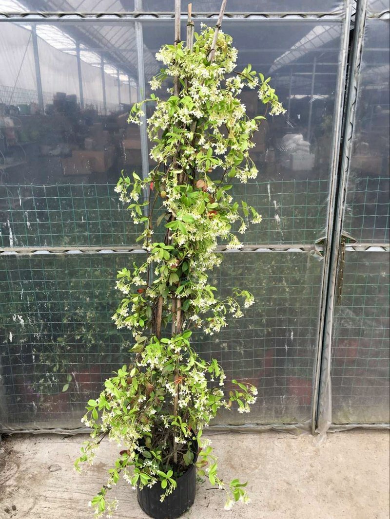 风车茉莉浓香络石藤银丝茉莉花苗盆栽庭院阳台爬藤植物