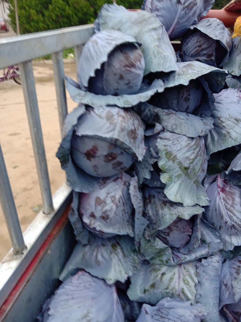 比久紫甘蓝正在上市中有需要的客户前来采购