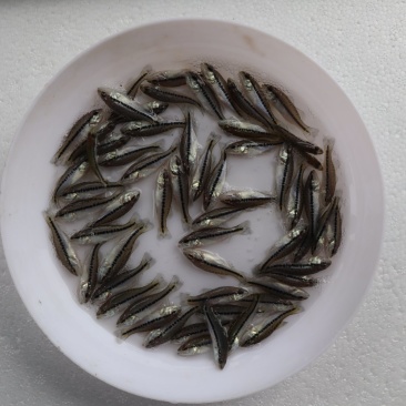 鲈鱼苗加州鲈鱼苗