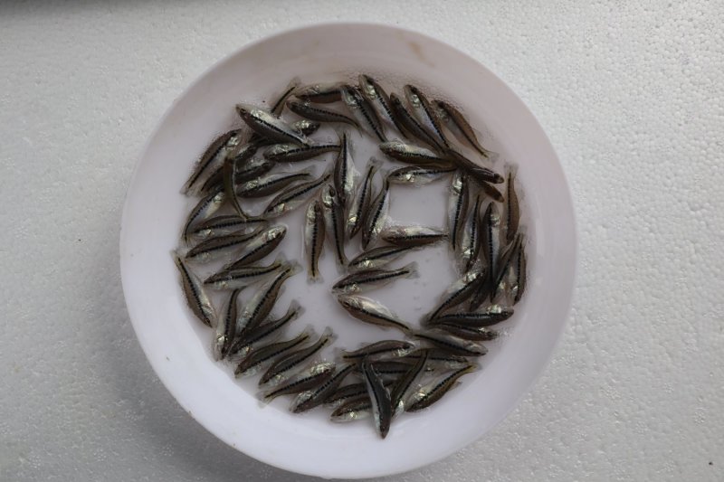 鲈鱼苗加州鲈鱼苗