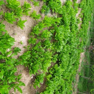 玉簪苗各种规格都有,玉簪基地图片玉簪花成都基地货源