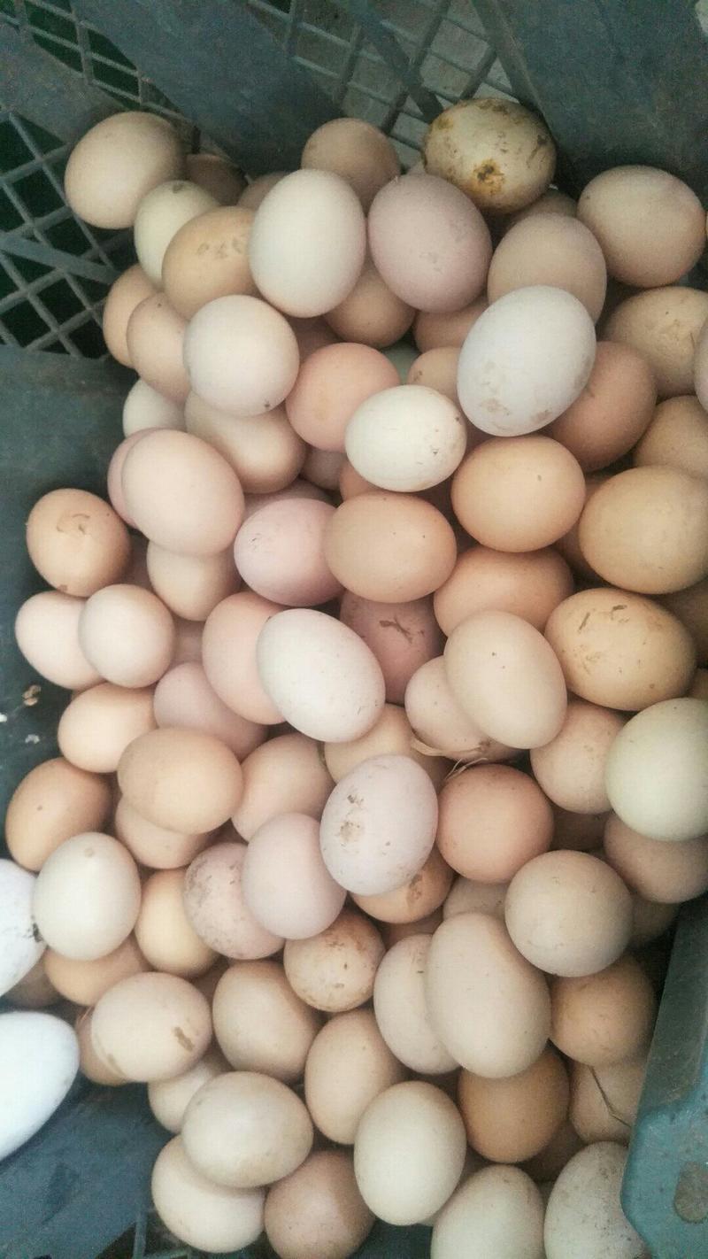 五黑鸡，土鸡种蛋可孵化种蛋出壳达90%