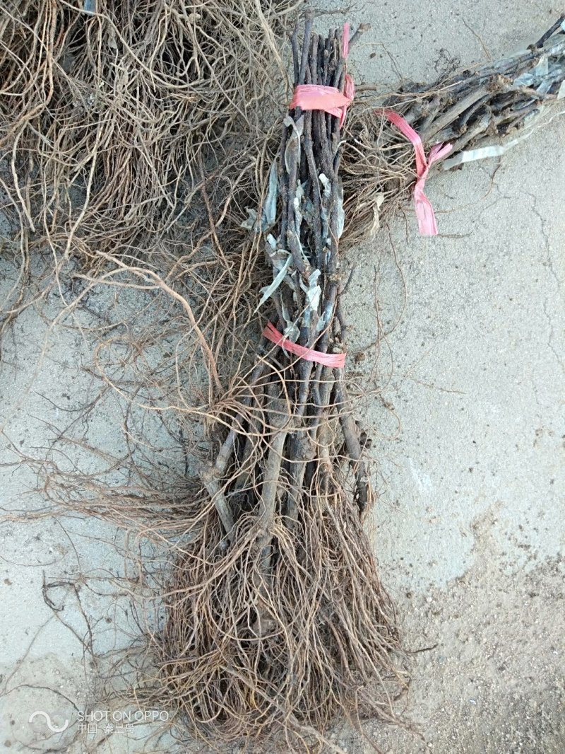 正综脆光葡萄苗（粒子大，坐果好）早熟特脆甜上色好基地直发