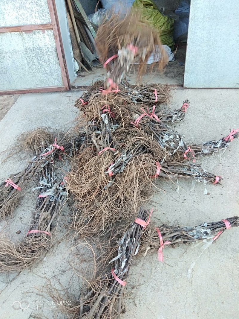 正综脆光葡萄苗（粒子大，坐果好）早熟特脆甜上色好基地直发